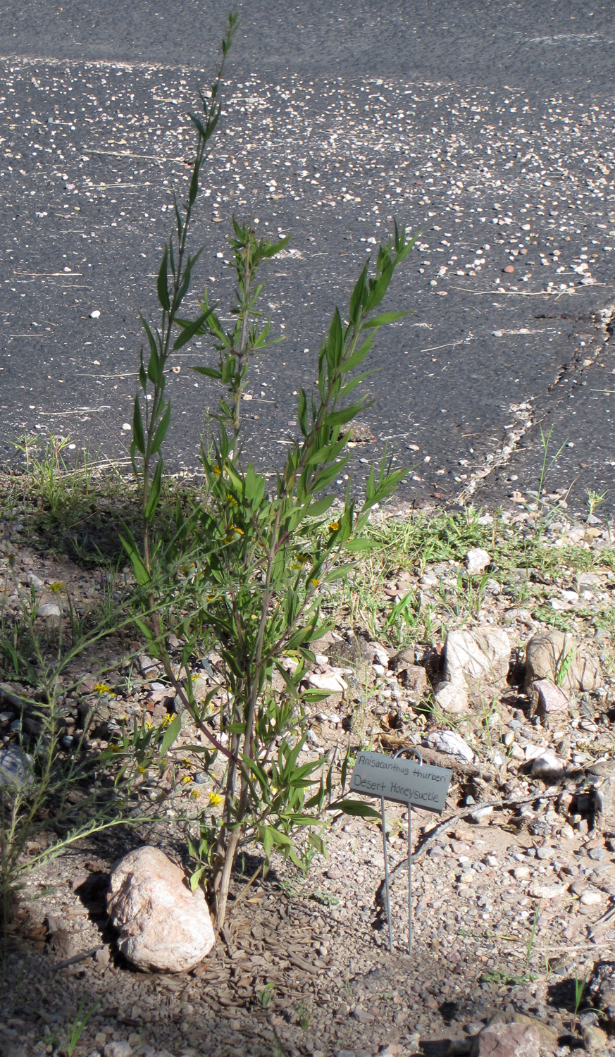 desert honeysuckle.jpg